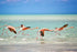 Holbox. Swim with whale shark, bird watching and picnic.