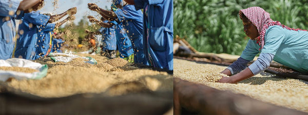 Woman picking right coffee cherries