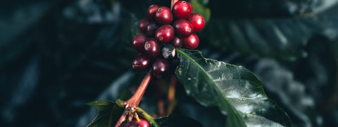 Cherries of coffee