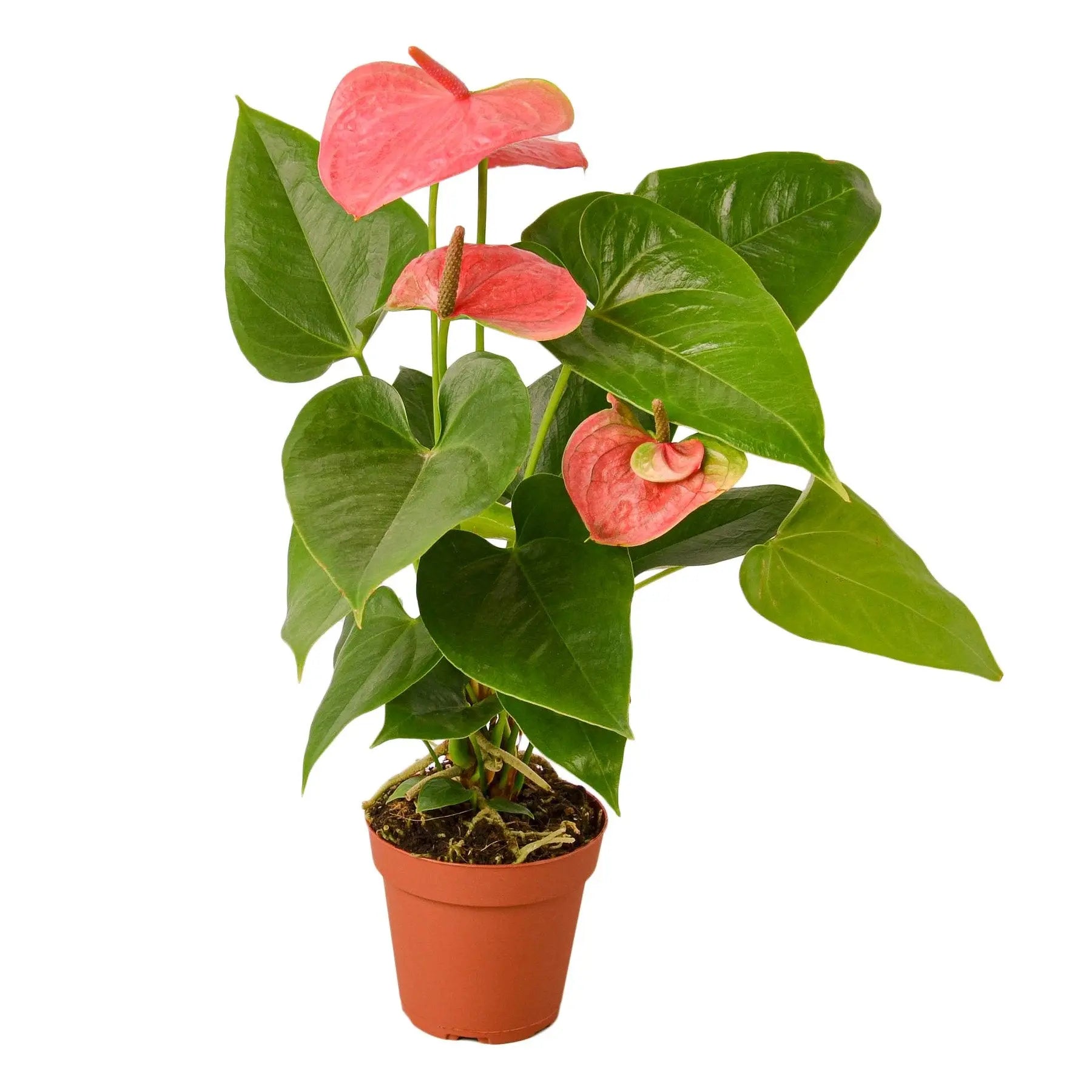 Anthurium Pink -flamingo flower 