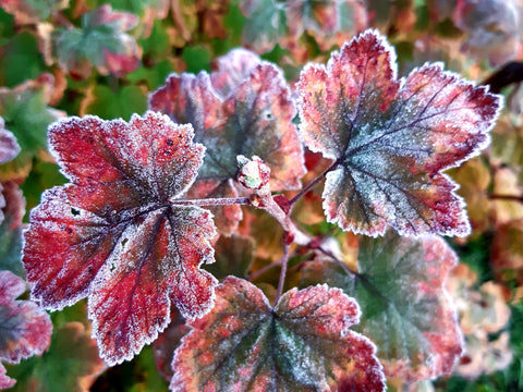 Frost on a redcurrant