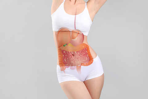 Woman with abdomen exposed, graphic of digestive system overlaid on top