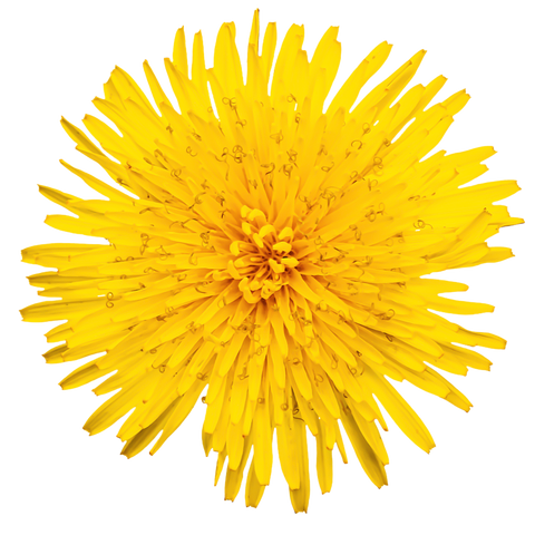 head of dandelion, top view