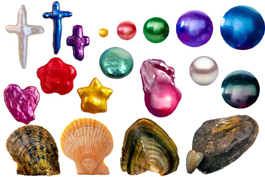 Shapes of Pearls and Oyster Types.jpg__PID:eb2cfeac-26f9-40fd-af50-e508f288486e
