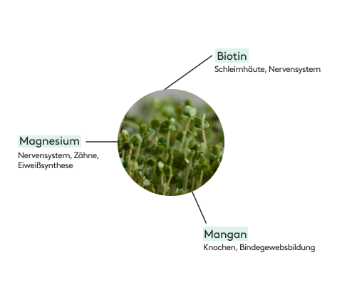 Broccoli contains biotin, manganese and magnesium