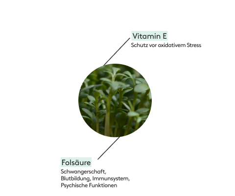 Gartenkresse enthält Vitamin E und Folsäure