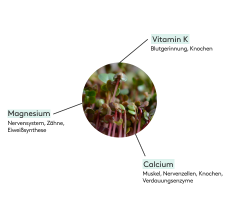 Radieschen enrhält Calcium, Magnesium und Vitamin K