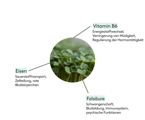 Rucola enthält Eisen, Folsäure und Vitamin B6