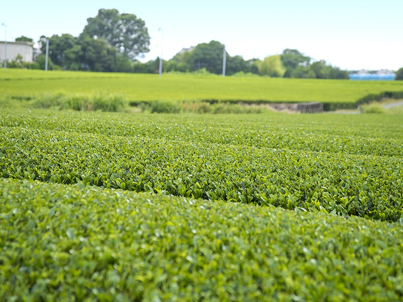 静岡県磐田市向笠新屋の茶畑