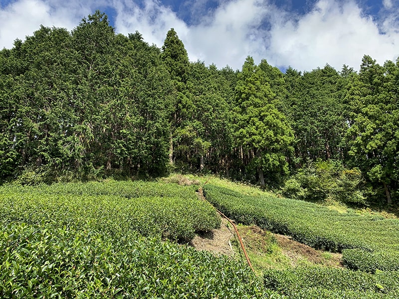 日本一高い茶畑