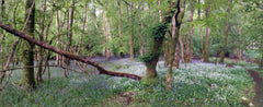 Portumna Forest Park, County Galway