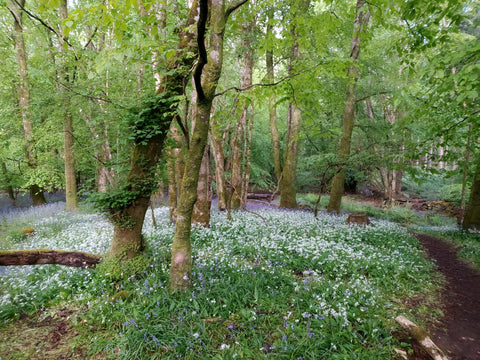 Wild Garlic and Bluebells in Portumna Forest Park
