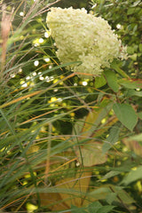 Syrenhortensia og græsser