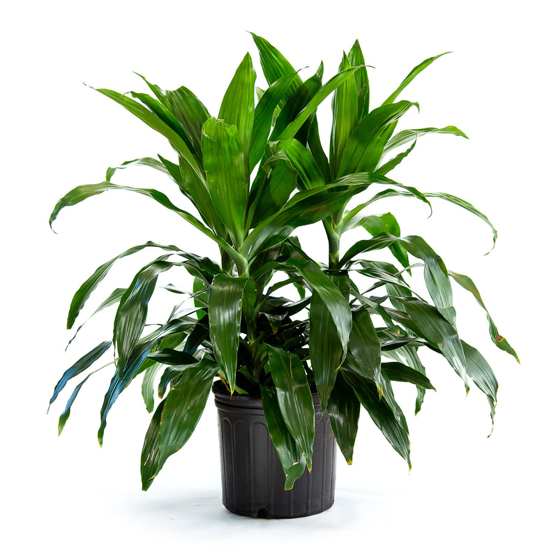 dracaena janet craig plant