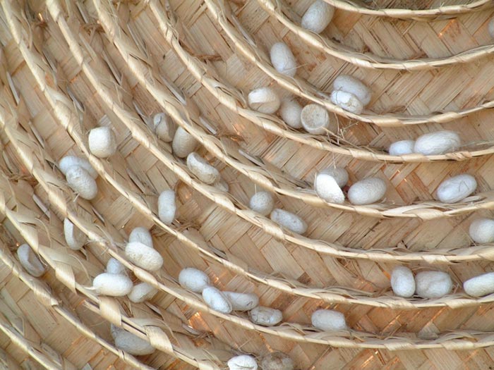 Silkworm cocoons