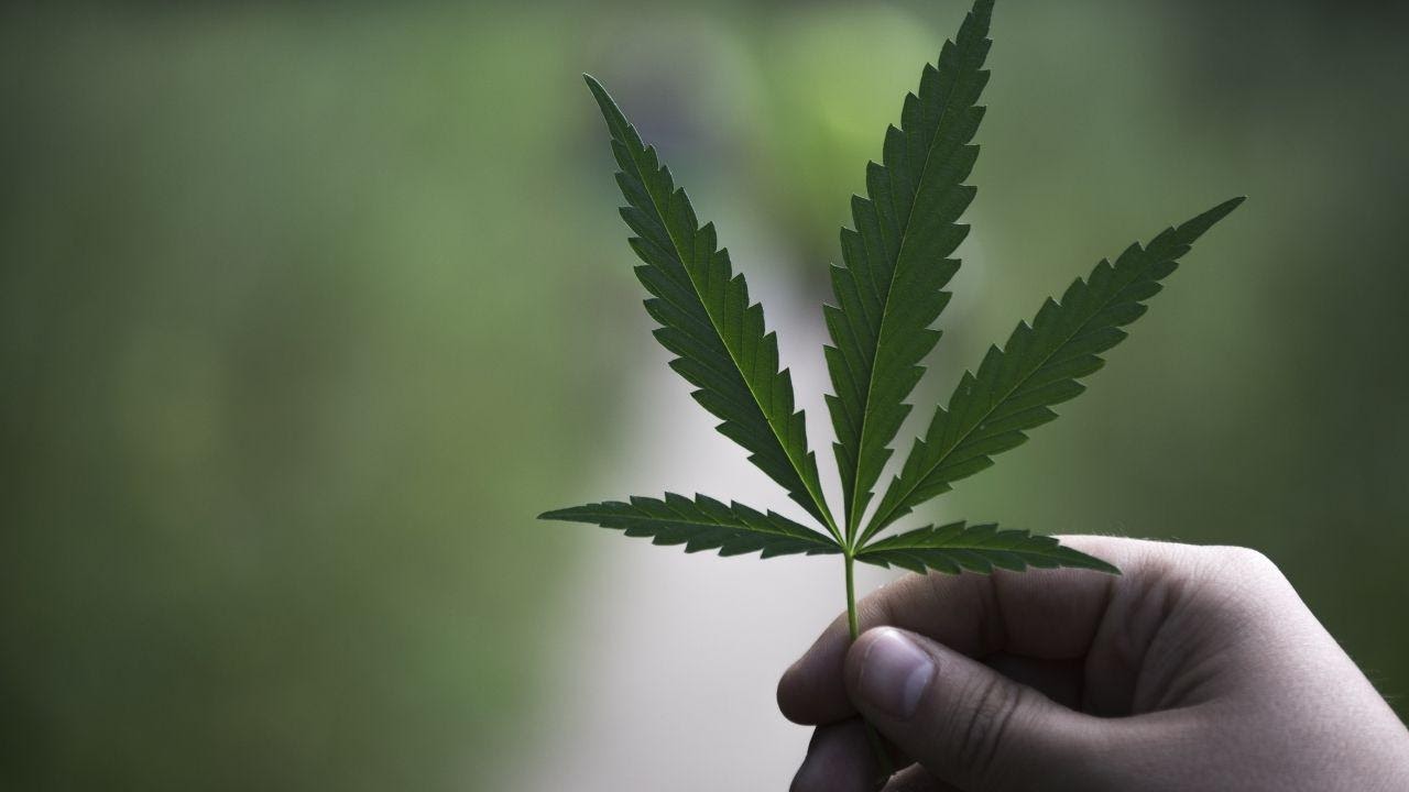 a-young-African-lady-holding-marijuana-leaf-and-smiling