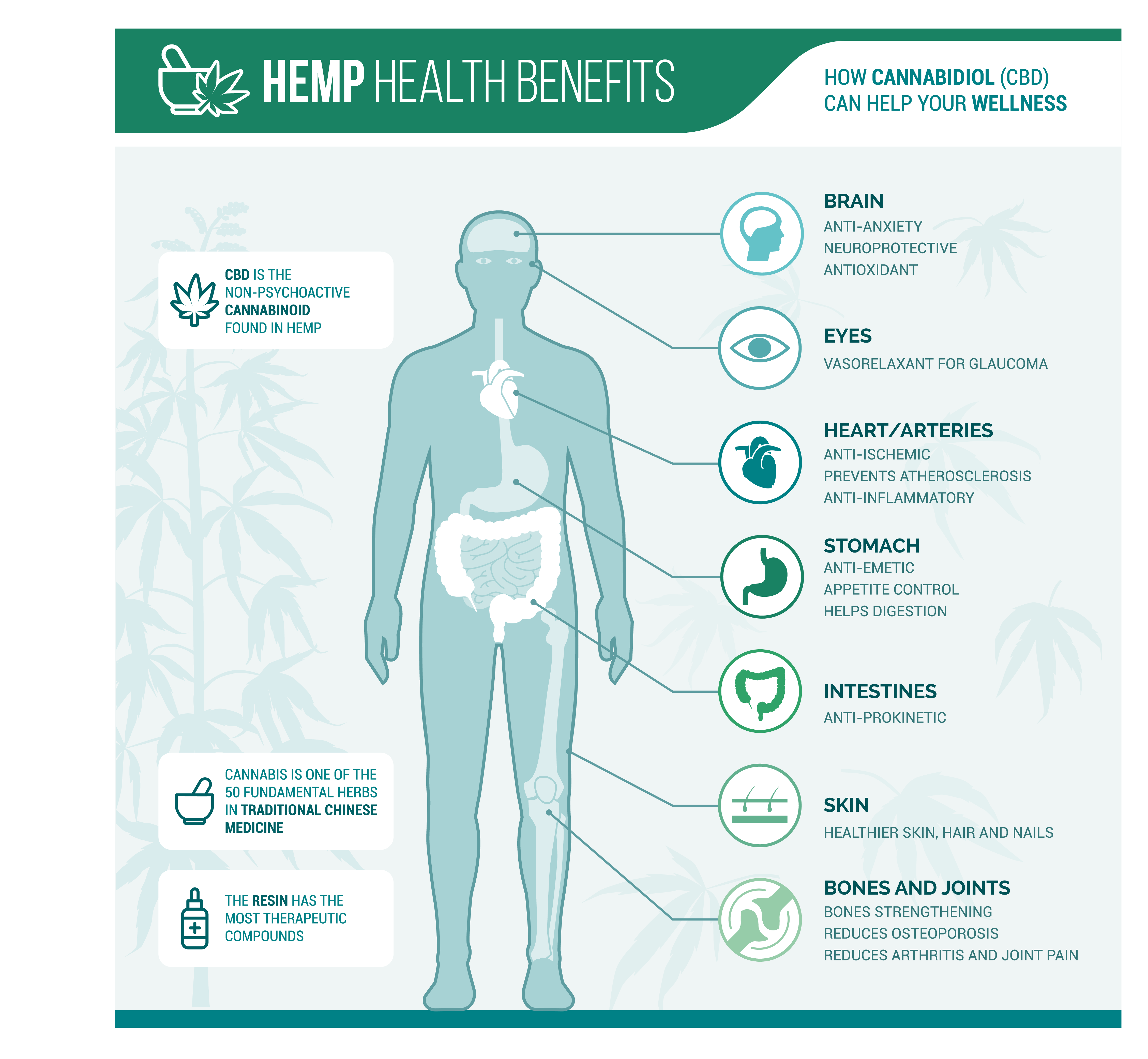 Hemp seed benefits shown by a human body vector diagram