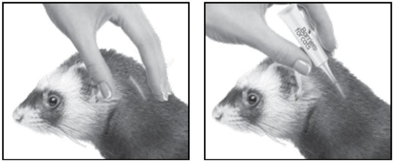 barrier ferret application