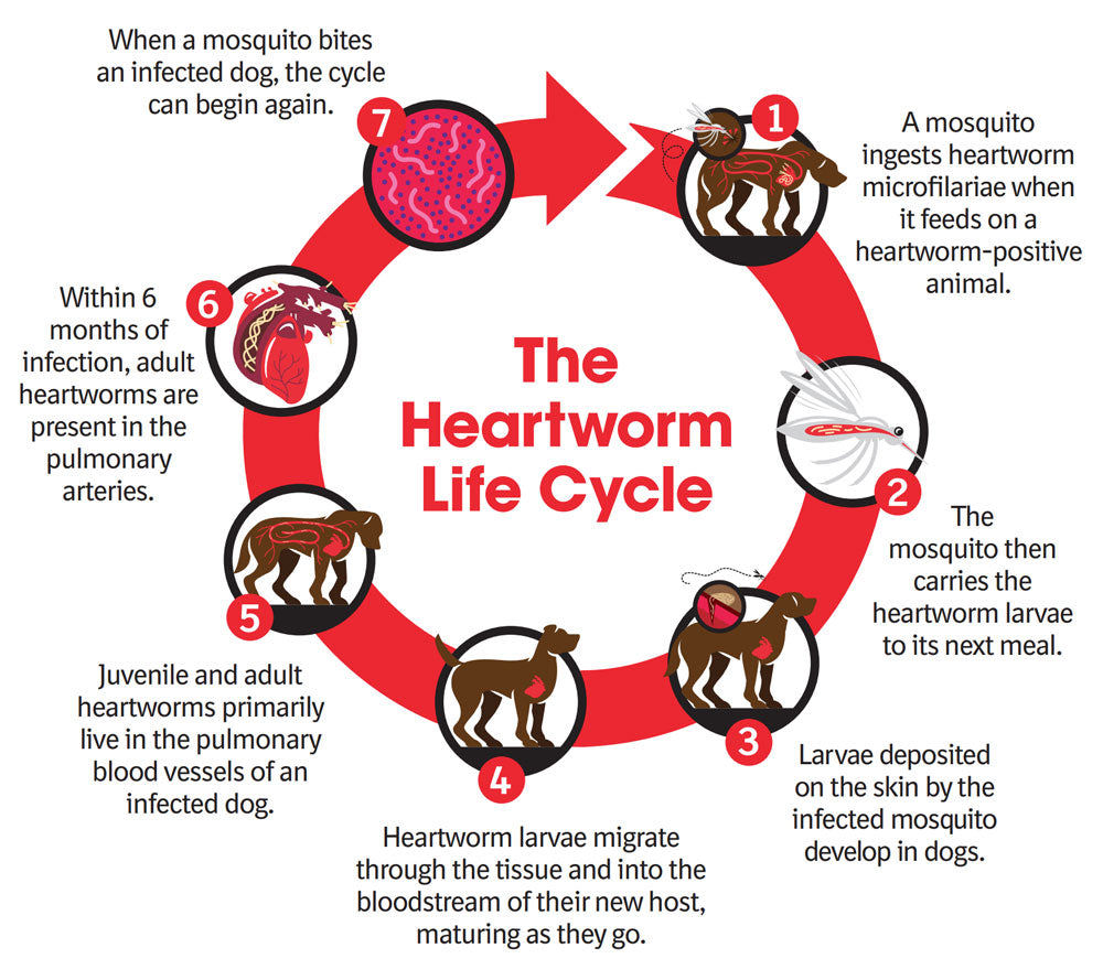 heartgard plus heartowrm life cycle