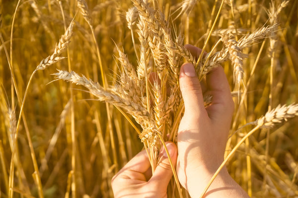 Semolina Wheat