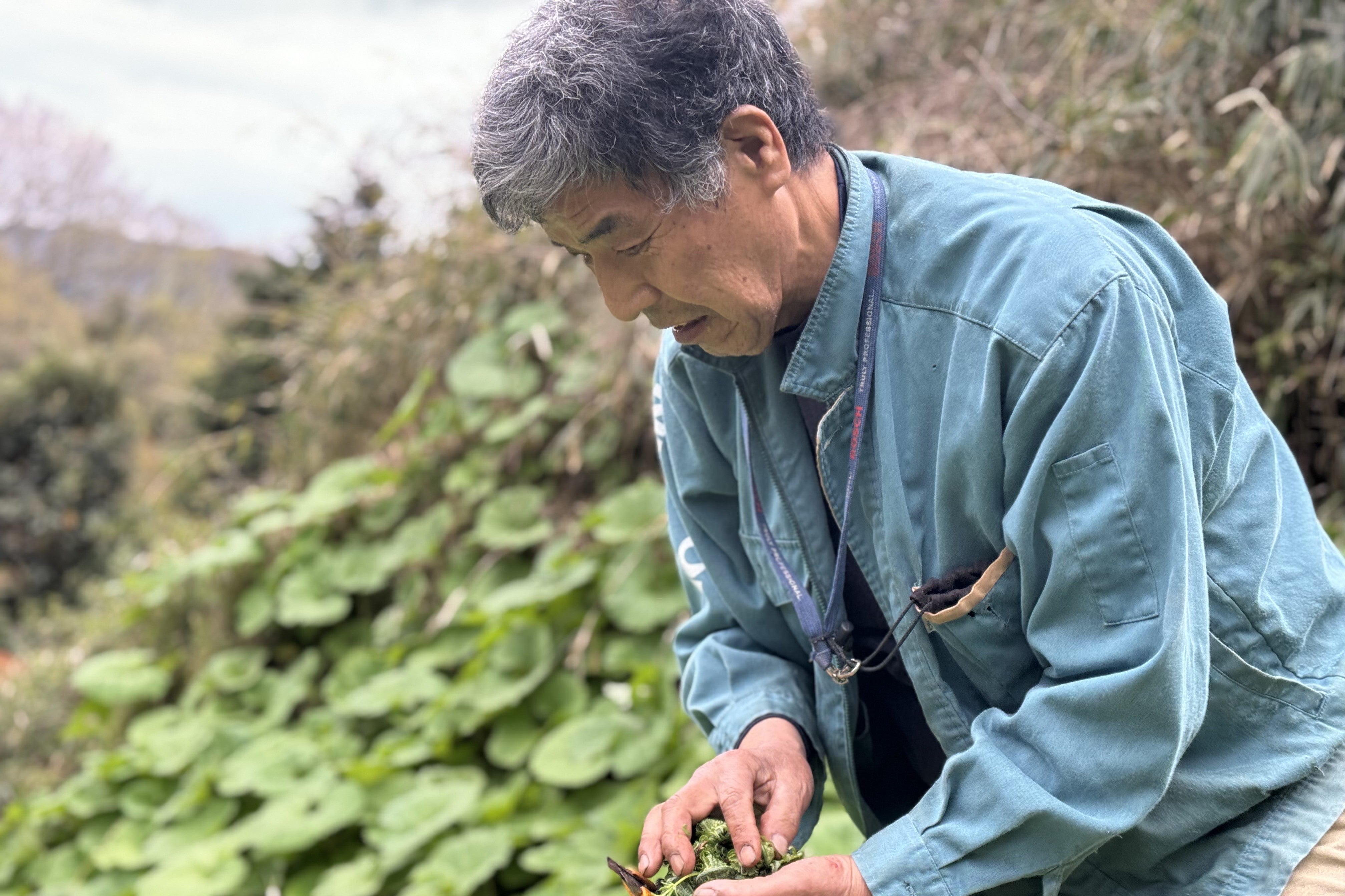 あくまで趣味として。山の救世主・ふきを育てる