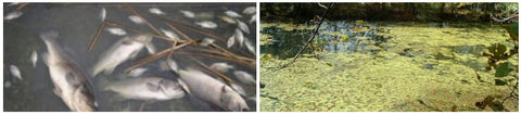Fish Kill and Pond Scum