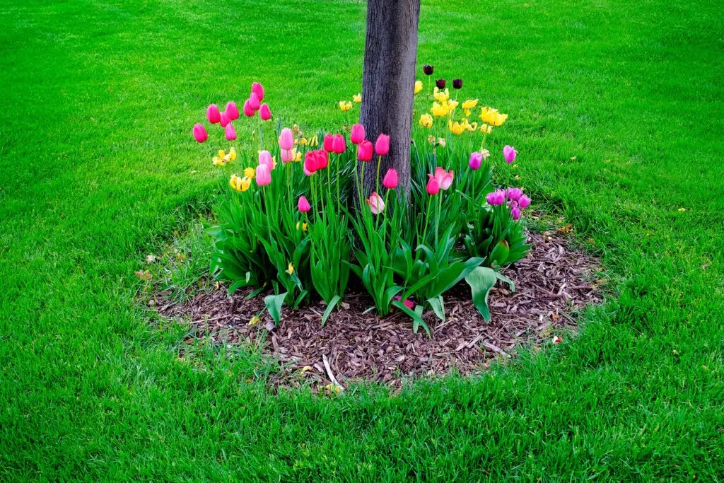 a plant bed around a tree trunk