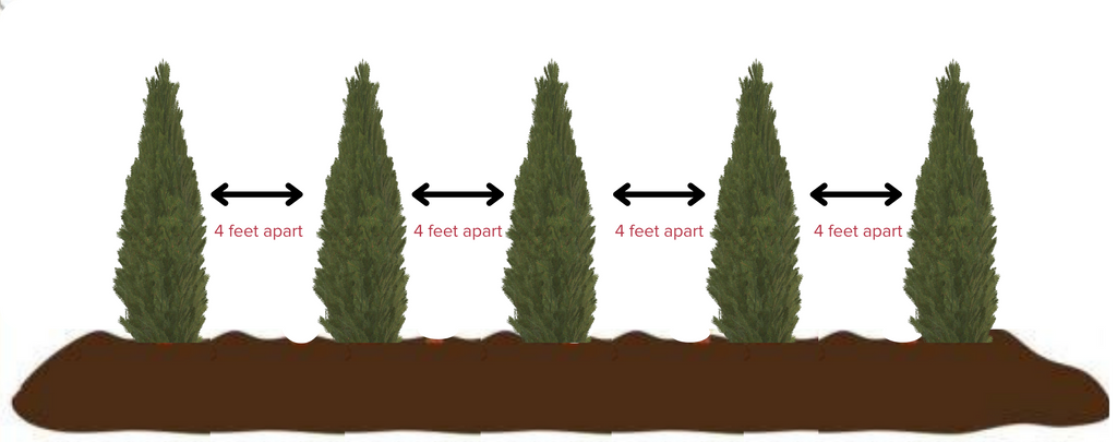 A diagram showing that to plant Emerald Green Arborvitae Trees 4 feet apart in a row for a privacy hedge