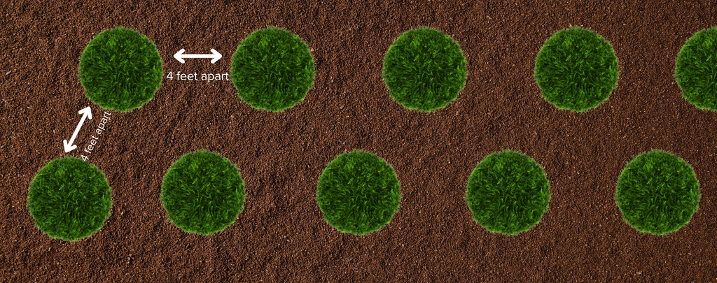 A diagram showing that to plant Emerald Green Arborvitae Trees 4 feet apart in a staggered method for an instant privacy screen