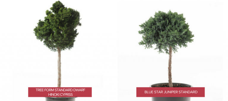 Dark Green Dwarf Hinoki Cypress Evergreen in a tree form and light blue to gray Blue Star Juniper Evergreen in a tree form