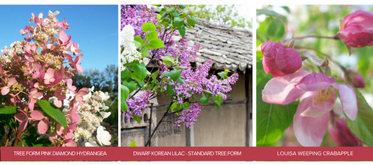 Three images - the first is a close up of the dusty white to pink flowers of the Pink Diamond Hydrangea, the second is a close up of the dark lavender purples flowers of the Dwarf Korean Lilac, the last is a close up of the pink flowers of the Louisa Weeping Crabapple