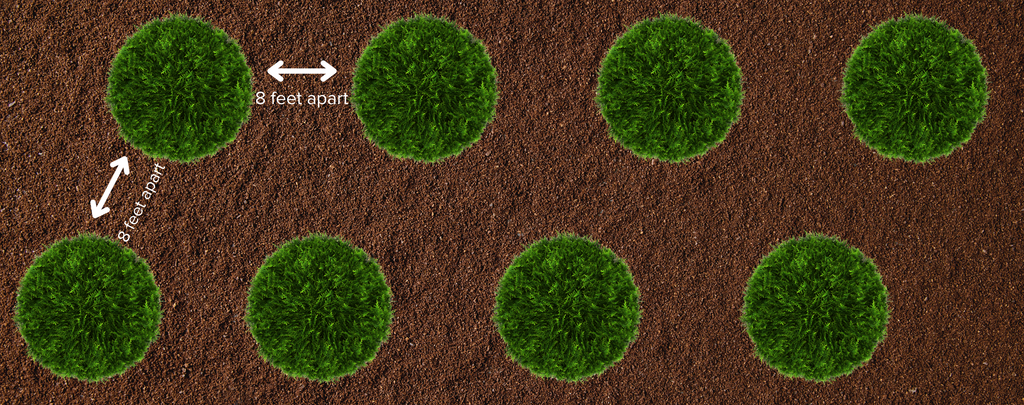 A diagram showing that to plant Green Giant Arborvitae Trees 8 feet apart in a staggered method for instant privacy wall