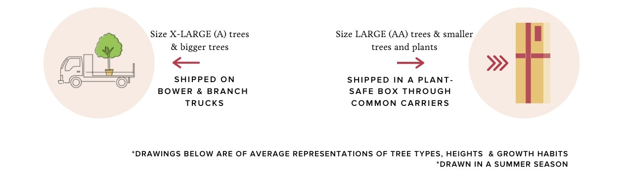 How Trees are Shipped