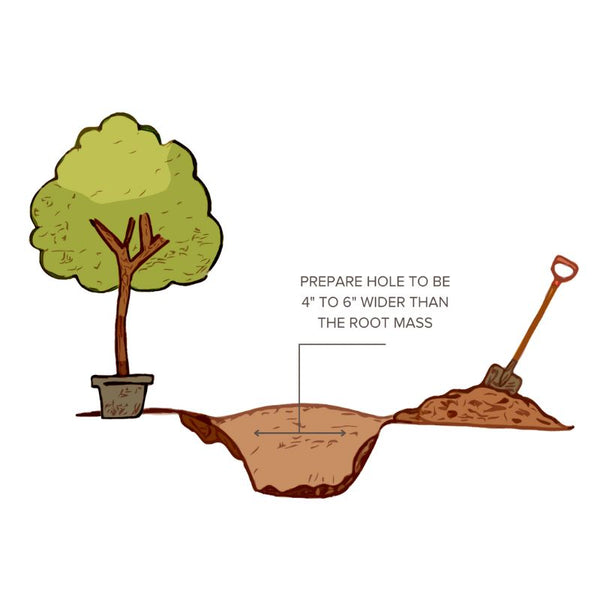 How to Dig the Planting Hole when Planting a tree in your landscape