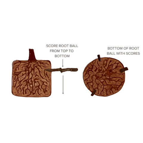 Scoring the Root Ball of Your Container-grown tree