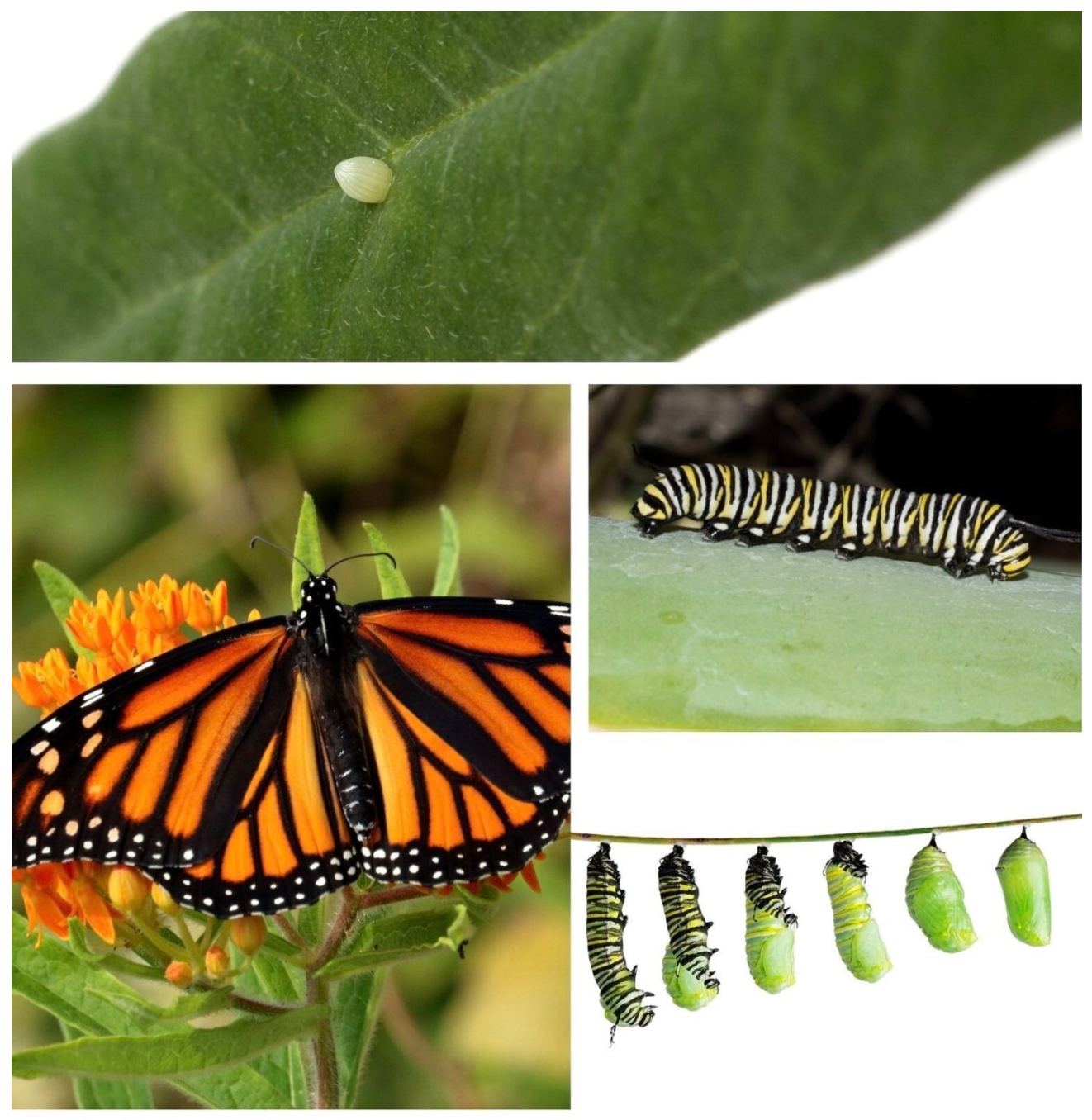 Monarch Caterpillar Care Tips | Bower & Branch