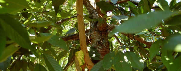 A thick shoot from the trunk of the tree angled upward, when the branching should be downward
