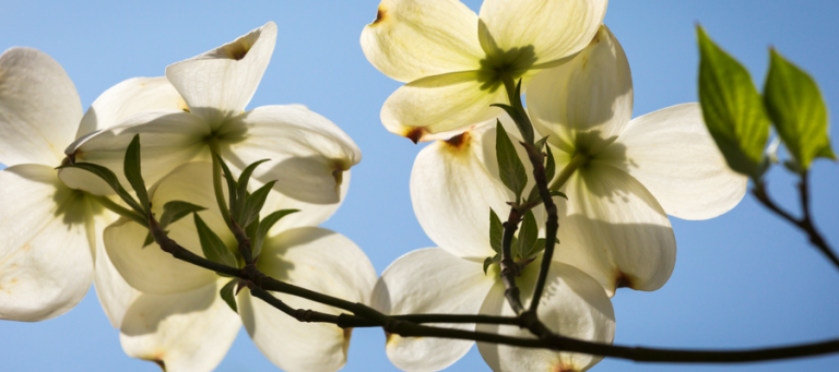 A close up of large white dogwood flowers on the branch.