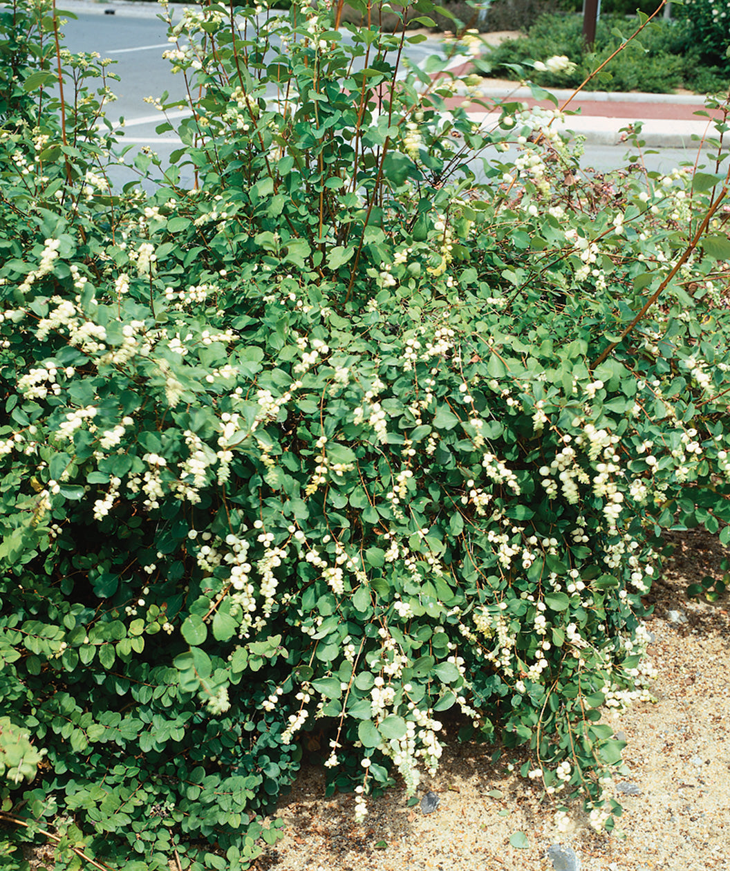 Image of Common snowberry bush in full bloom