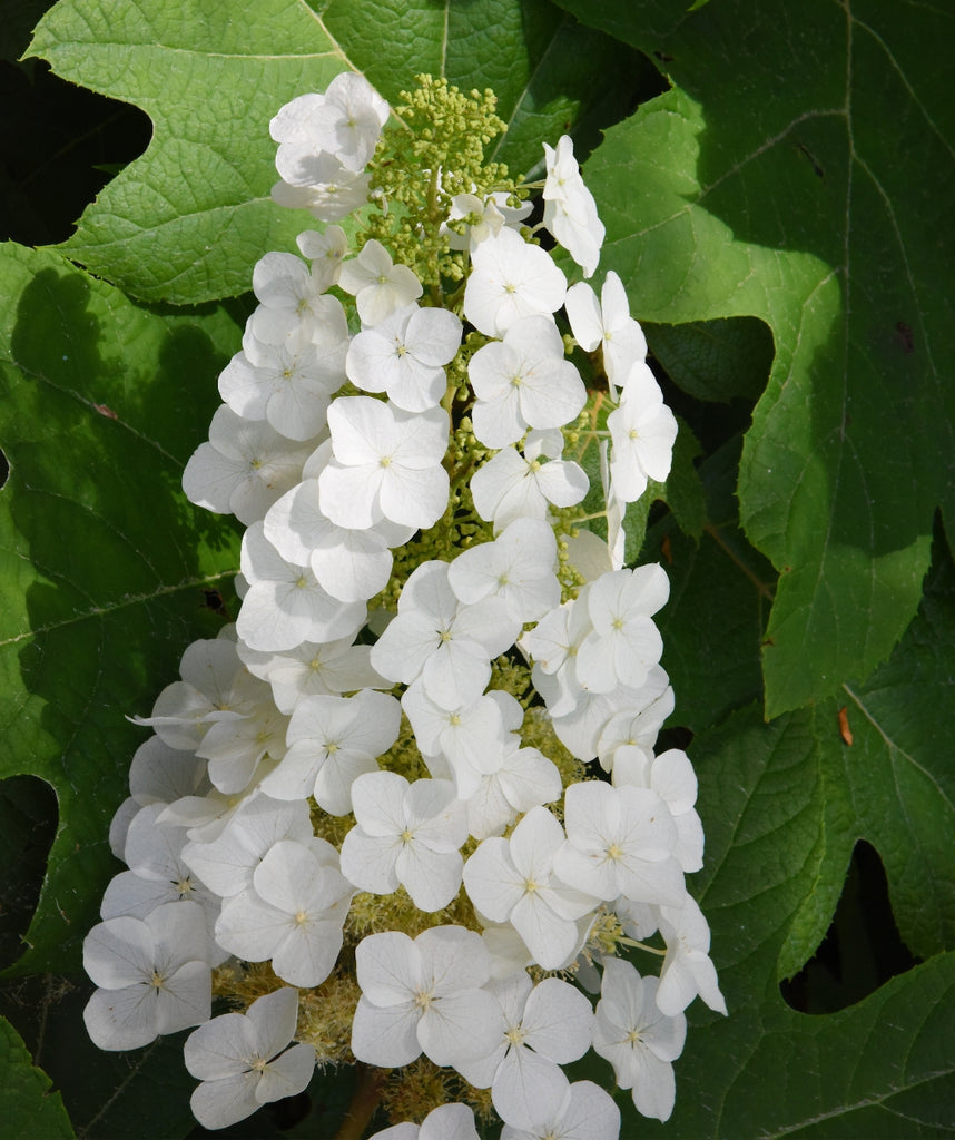 Image of serendipity Oakleaf Hydrangea for shade