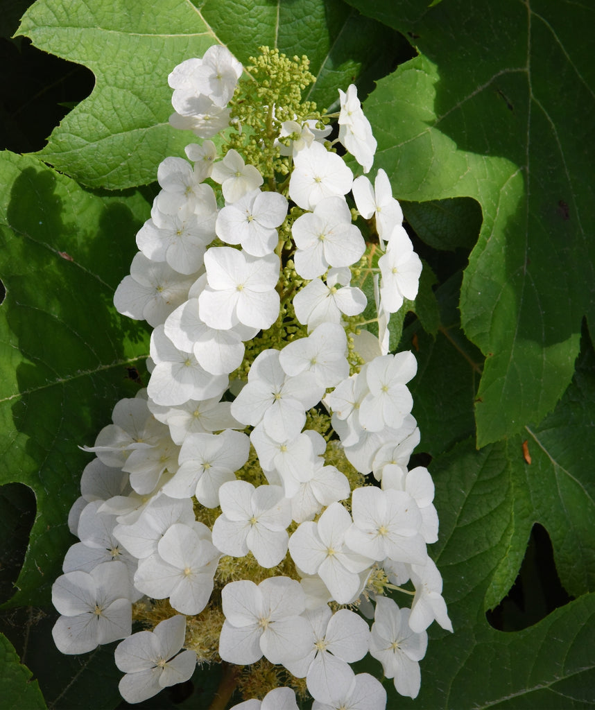 Image of Oakleaf Hydrangea 'Serendipity' for shade