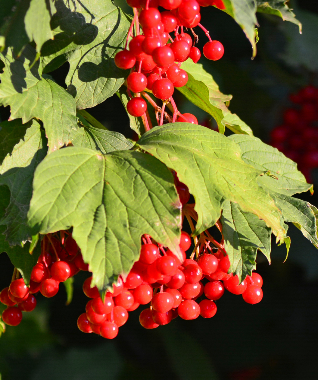 Audubon® American Highbush Cranberrybush Viburnum | Bower & Branch
