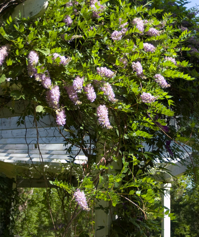 Amethyst Falls Wisteria - Buchanan's Native Plants