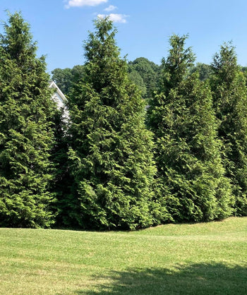 Buy Emerald Green Arborvitae Online