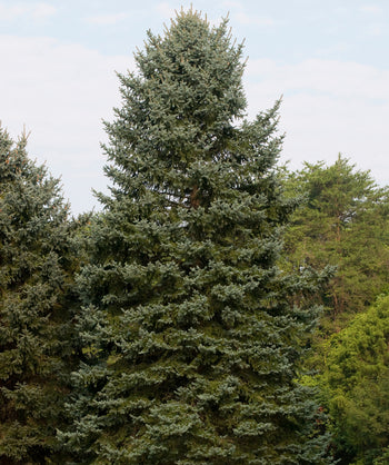 Weeping Colorado Blue Spruce