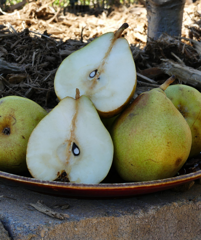 Royal Beurre® Bosc Pears