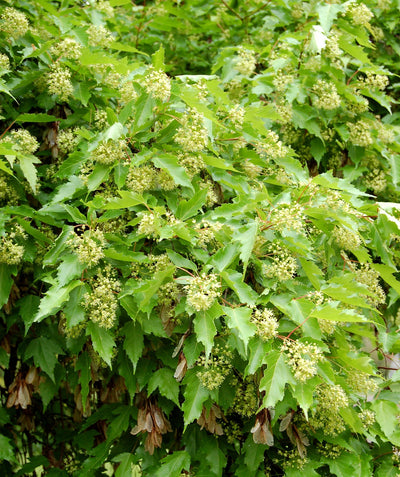Close up of Flame Amur Maple foliage in spring, green lightly lobed leaves with small wispy yellow-green flowers