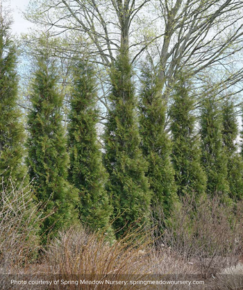 Junior Giant Thuja Tree for Sale - Grows to 20' Tall - PlantingTree