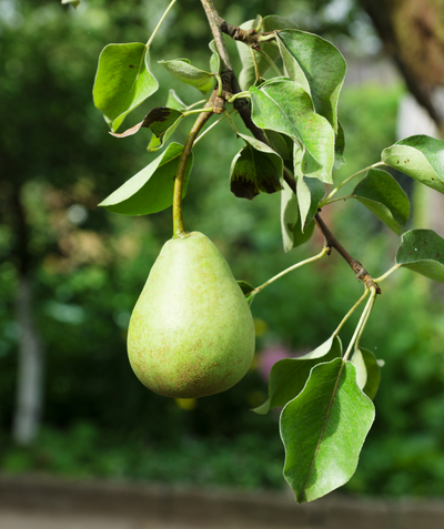 Dwarf Red Bartlett Pear Tree - Bright red, sweeter, juicier, and improved  Bartlett! (2 years old and 3-4 feet tall.)