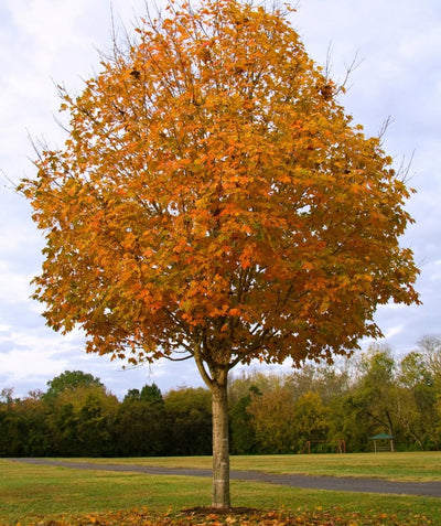Legacy Sugar Maple — Affordable Trees